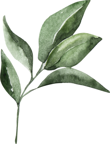 Green Leaves Watercolor Illustration